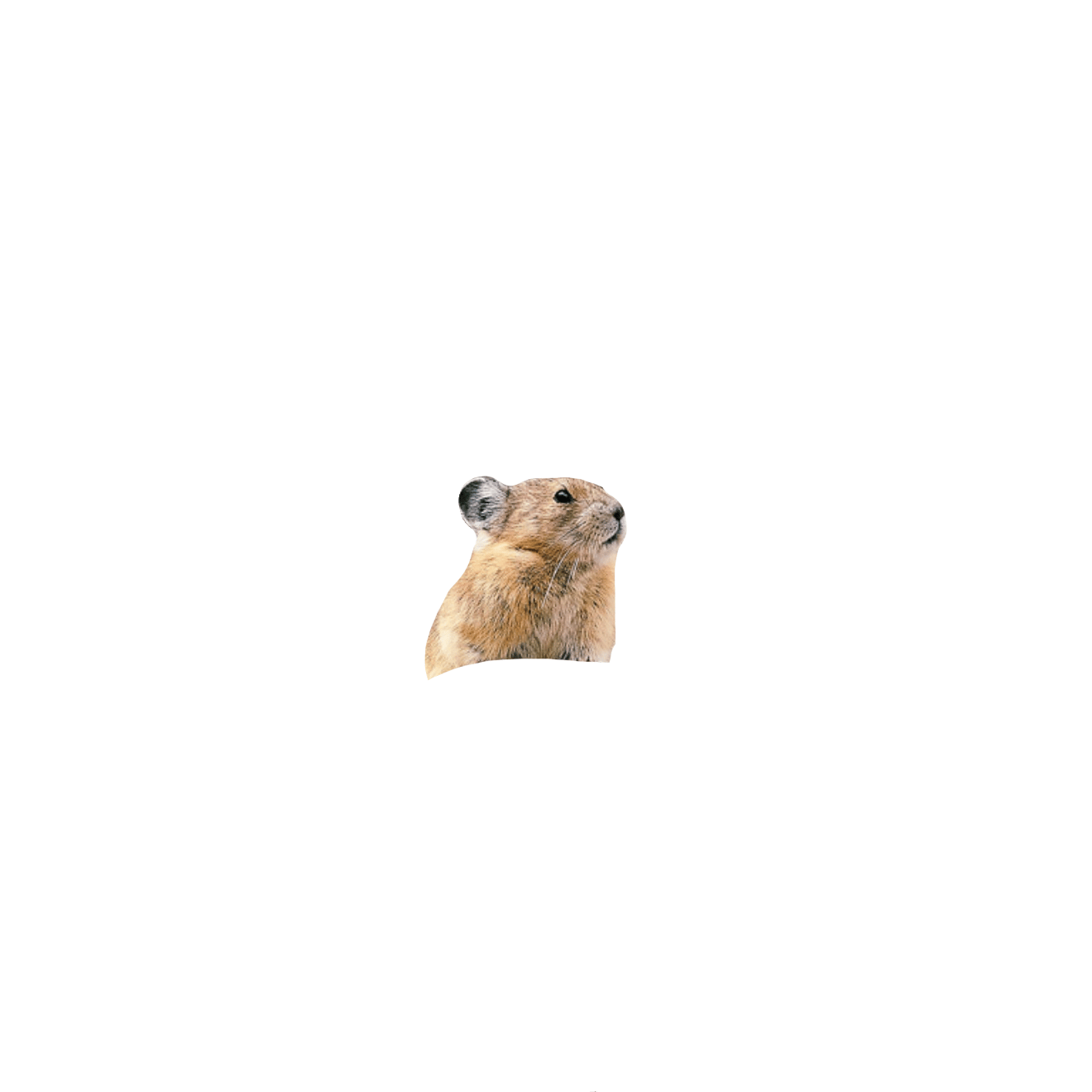 Terrestrial animal, Vertebrate, Rodent, Snout