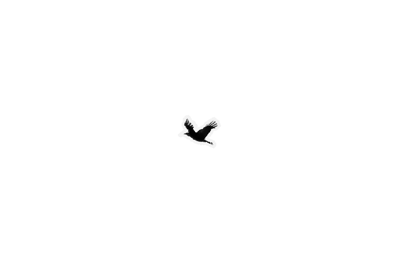 Bird, Wing