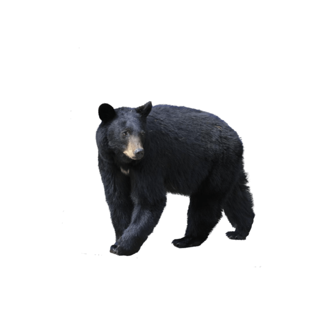 American black bear