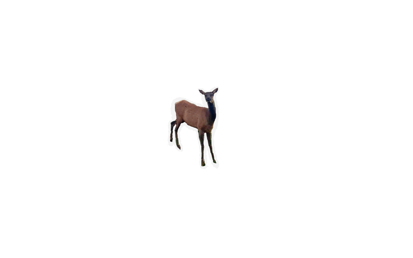 Terrestrial animal, Deer, Antelope