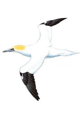 Bird, Eye, Waterfowl