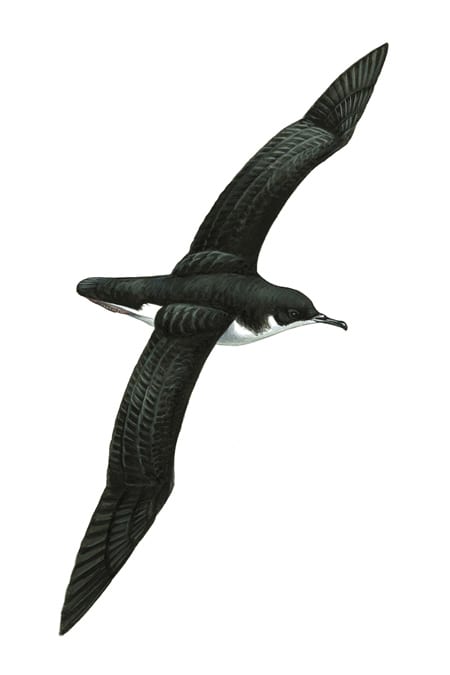 Bird, Beak, Accipitridae