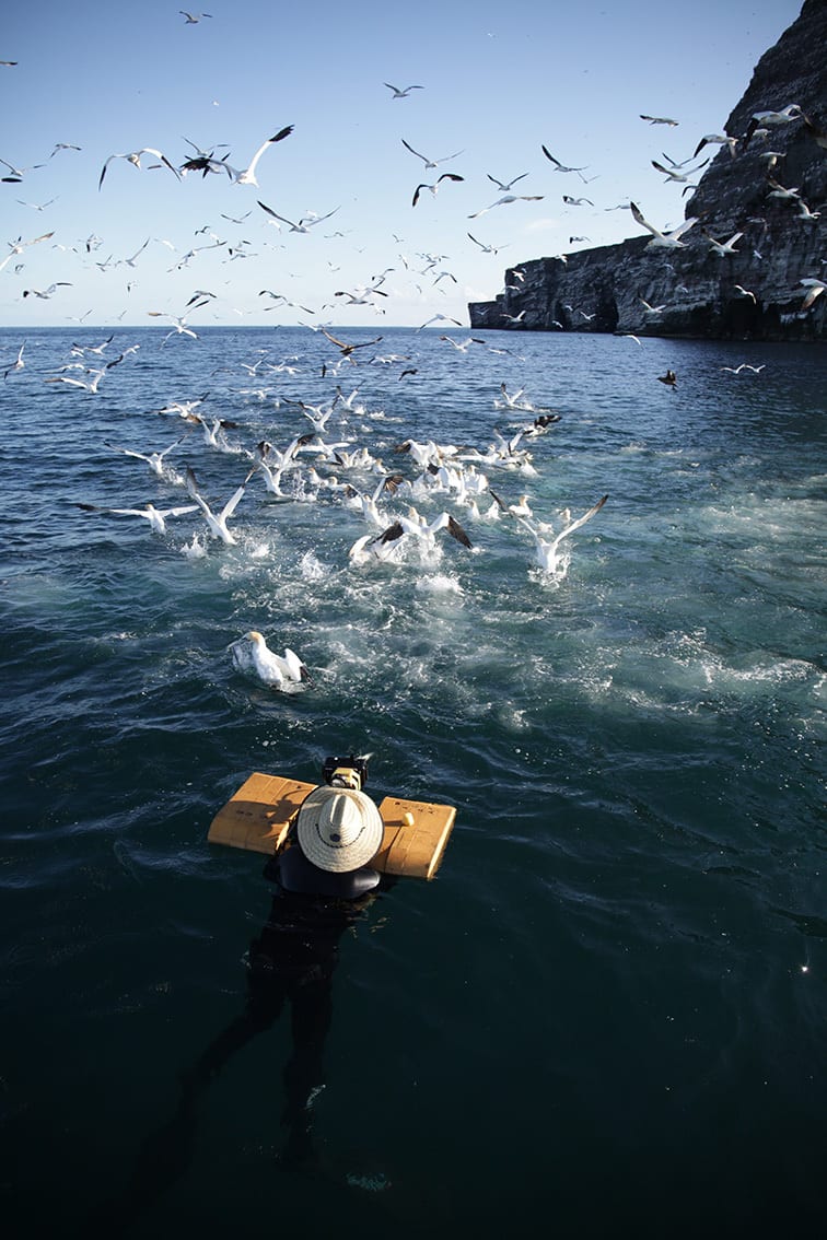 Body of water, Sky, Bird, Vertebrate, Light
