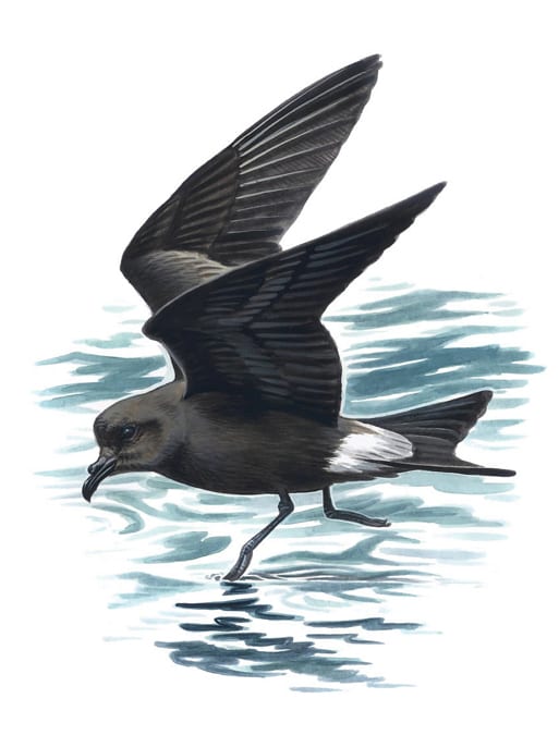 Water, Bird, Liquid, Beak, Fluid