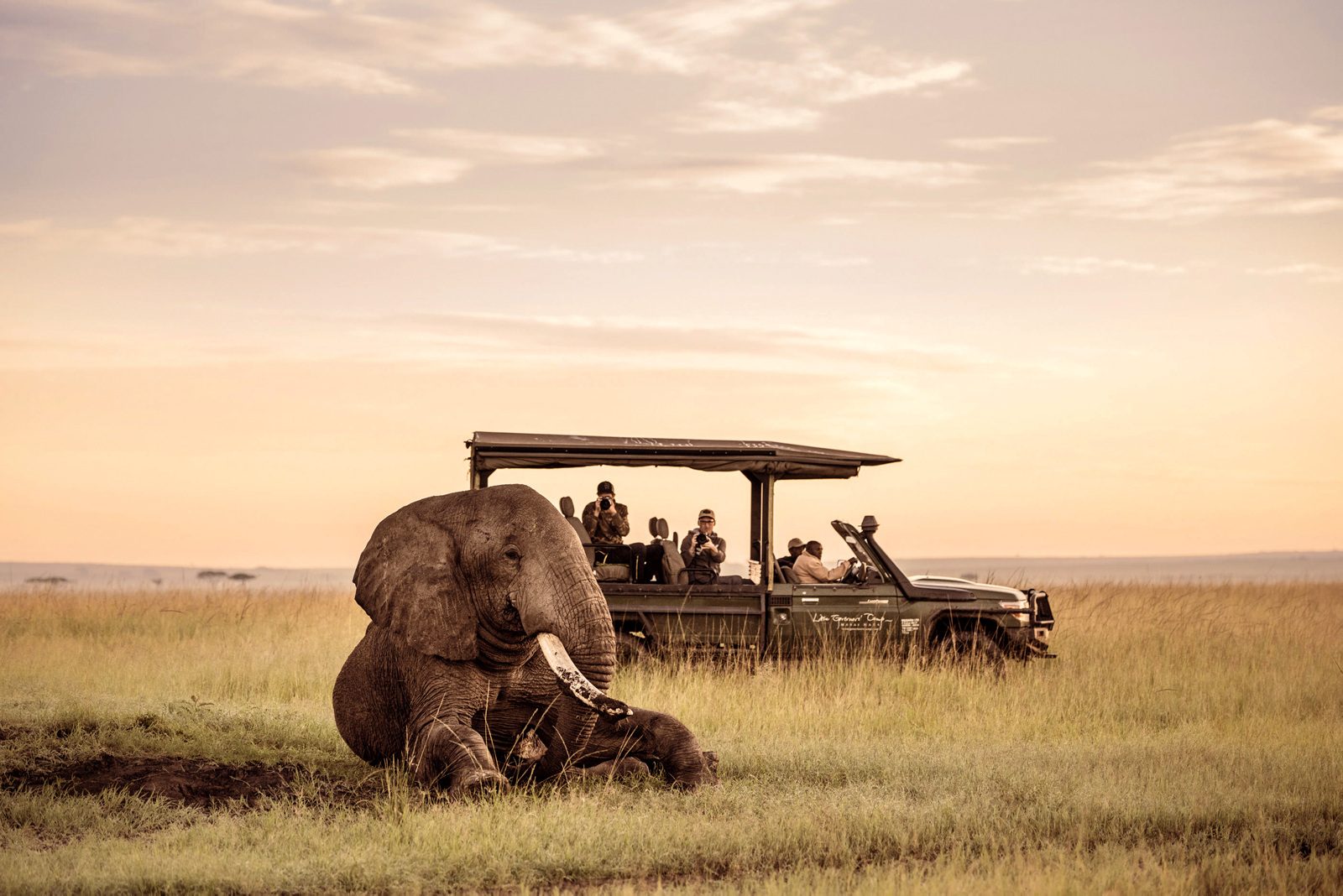 African elephant, Terrestrial animal, Safari, Wildlife