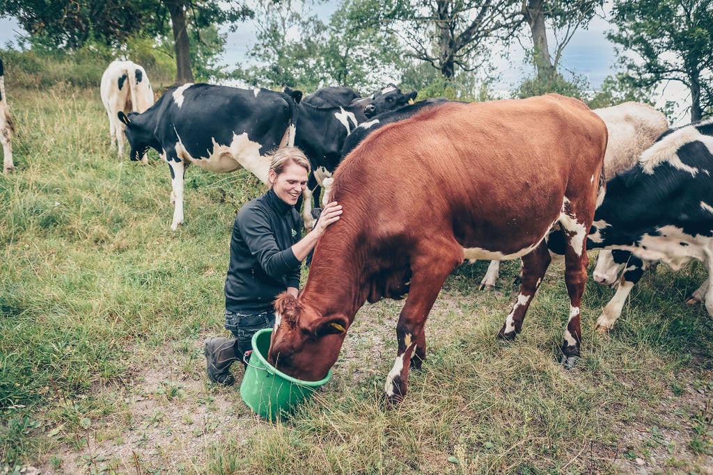 Working animal, Dairy cow, Plant, Tree, Grass