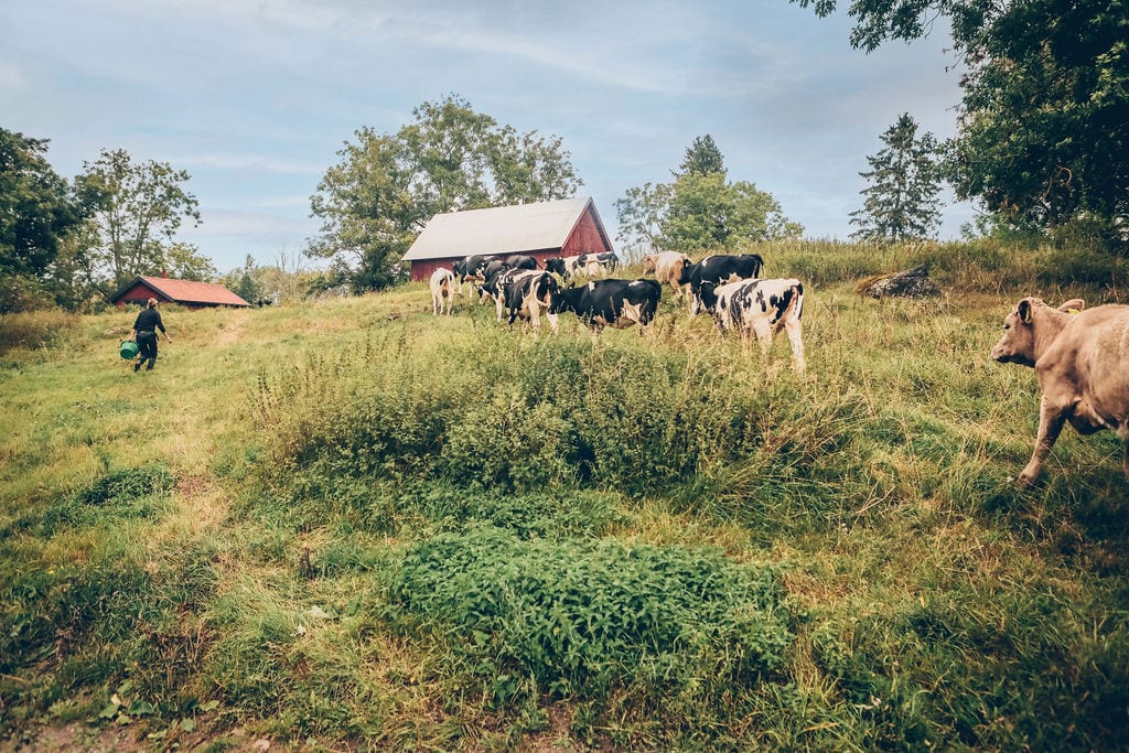 People in nature, Working animal, Natural landscape, Sky, Cloud, Plant, Tree, Grass