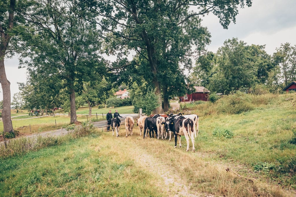 Working animal, Natural landscape, Dairy cow, Plant, Sky, Tree