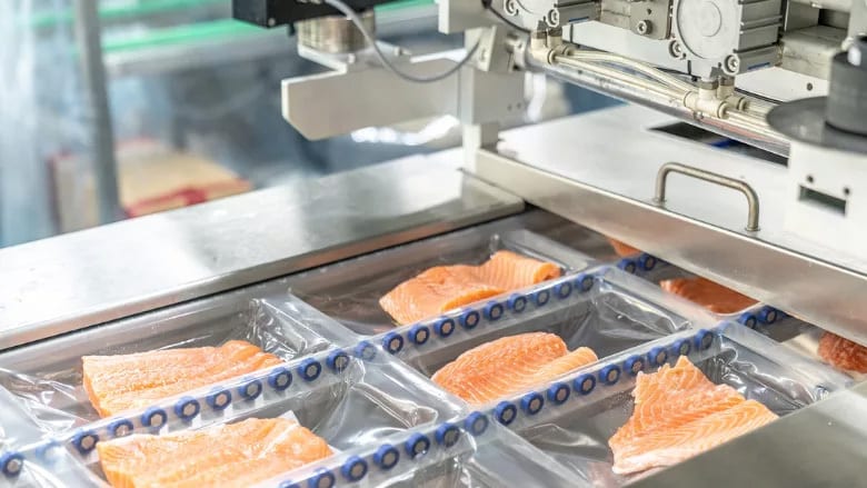 Salmon fillets on a conveyor belt being prepared for packaging in a food processing factory.