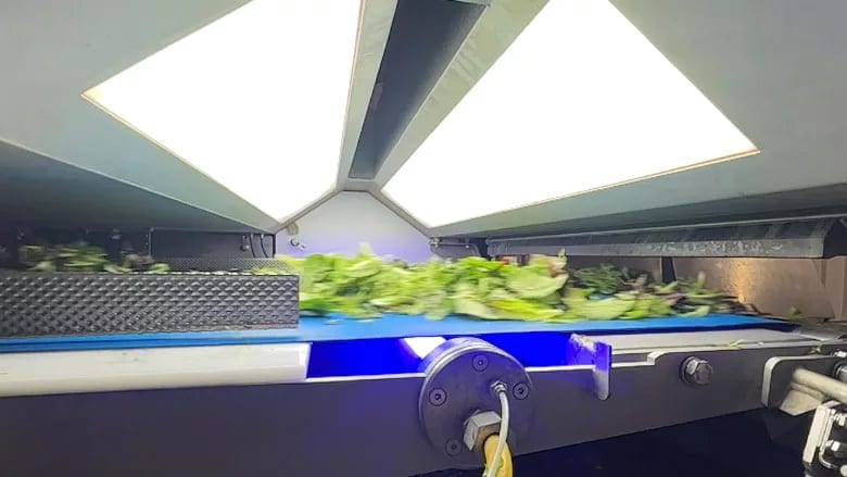 Fresh salad greens on a conveyor belt under bright lights, with a blue light underneath.