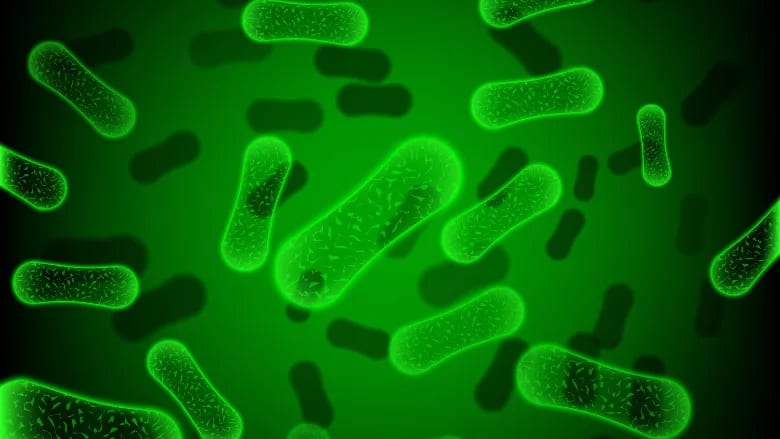 Glowing green rod-shaped bacteria on a dark background.