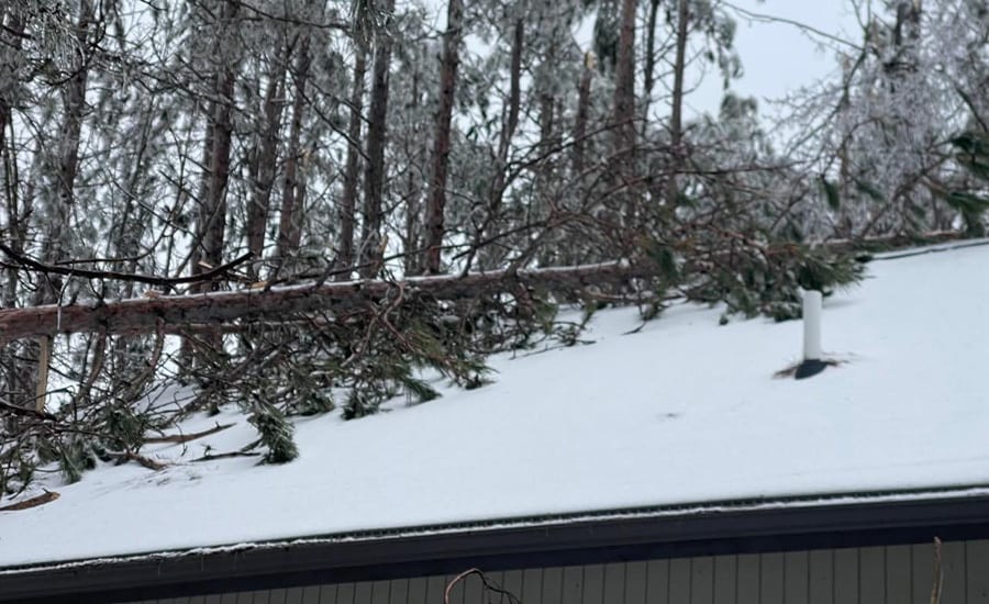 Snow, Winter, Branch, Freezing, Twig