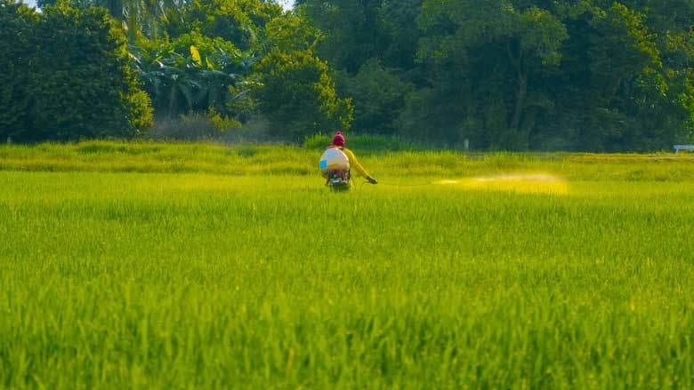 People in nature, Natural landscape, Plant, Tree, Agriculture, Grass