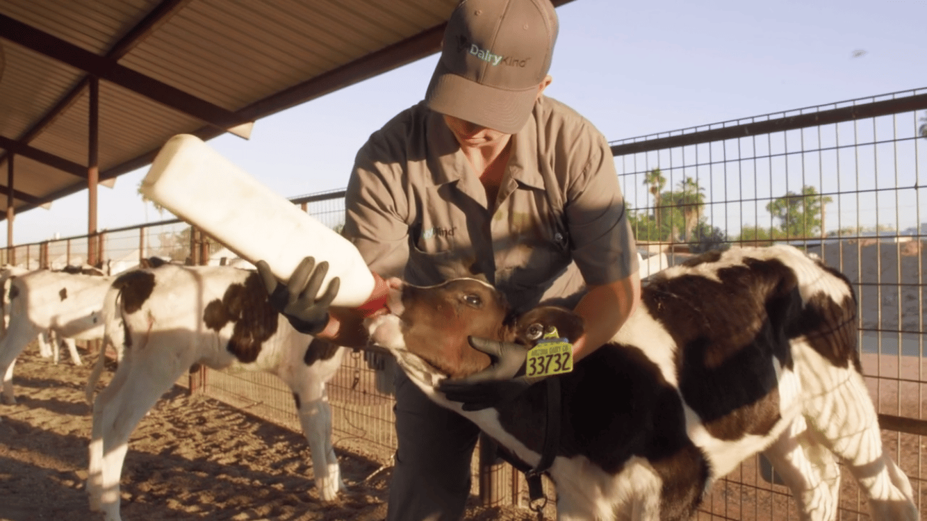A person in a hat and uniform bottle-feeding a young calf with a yellow tag on its ear at a dairy farm.