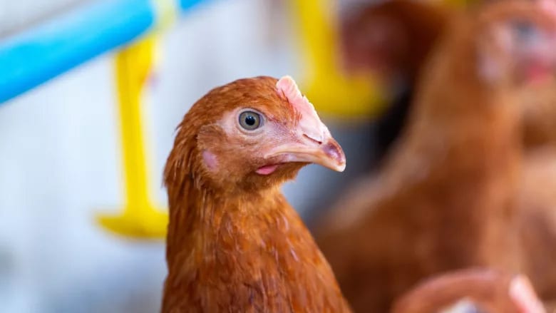 Close-up of a brown chicken's head with a bright eye, looking slightly right in a blurry farm environment.