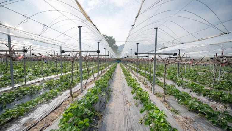Rows of strawberry plants and bare vines growing under a translucent greenhouse-like structure.