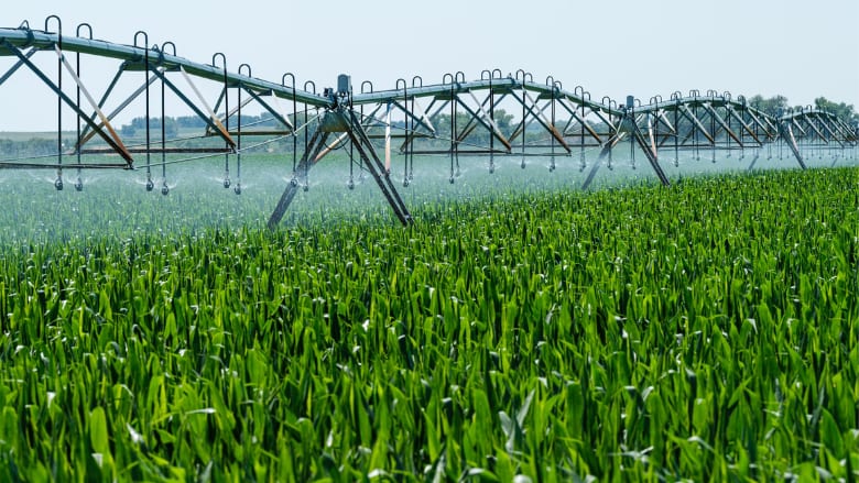 Natural landscape, Terrestrial plant, Rural area, Water, Sky, Agriculture, Lake, Grass