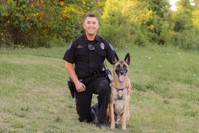 German shepherd dog, Cargo pants, Shirt, Smile, Plant, Carnivore, Fawn