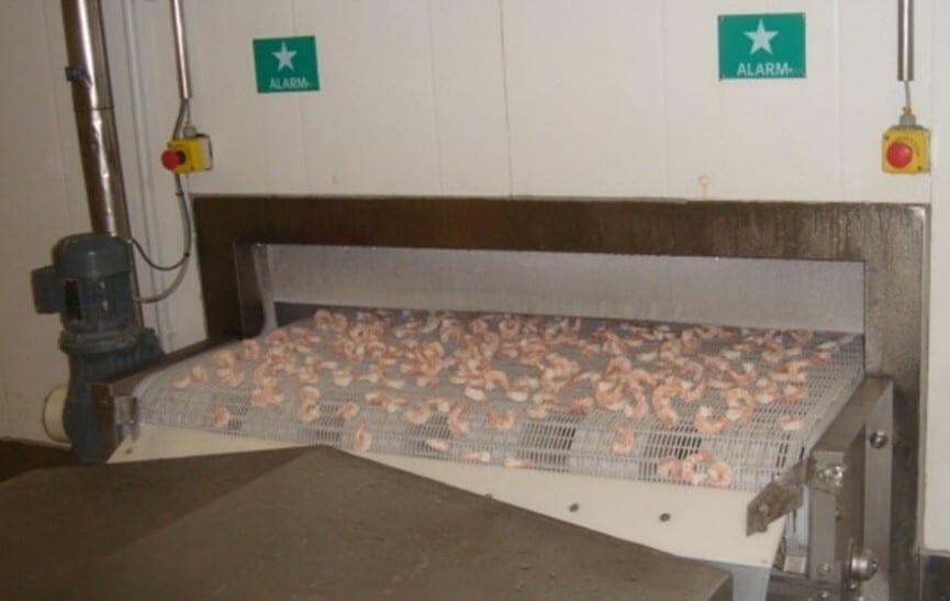 Shrimp on a conveyor belt in a food processing plant.