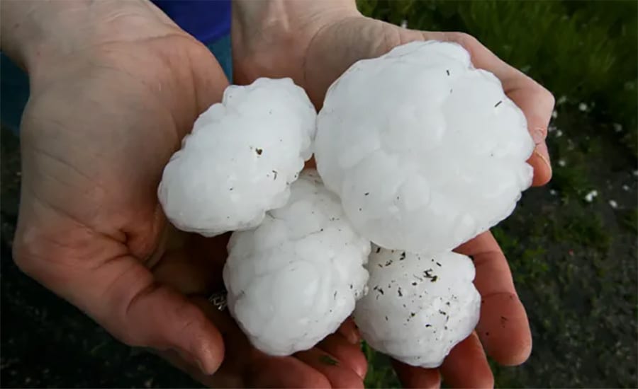 Two hands hold four very large hail stones.