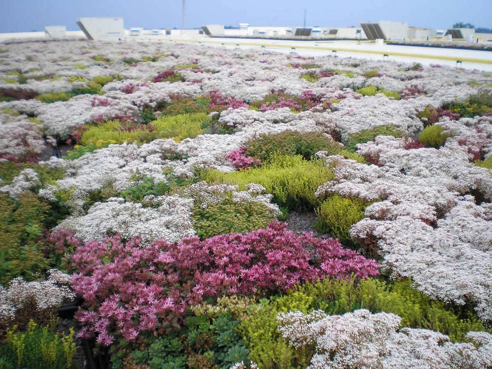 Plant community, Flower, Sky, Botany, Petal