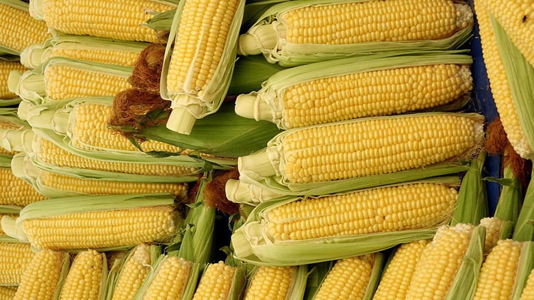 Corn on the cob, Natural foods, Staple food, Green, Ingredient