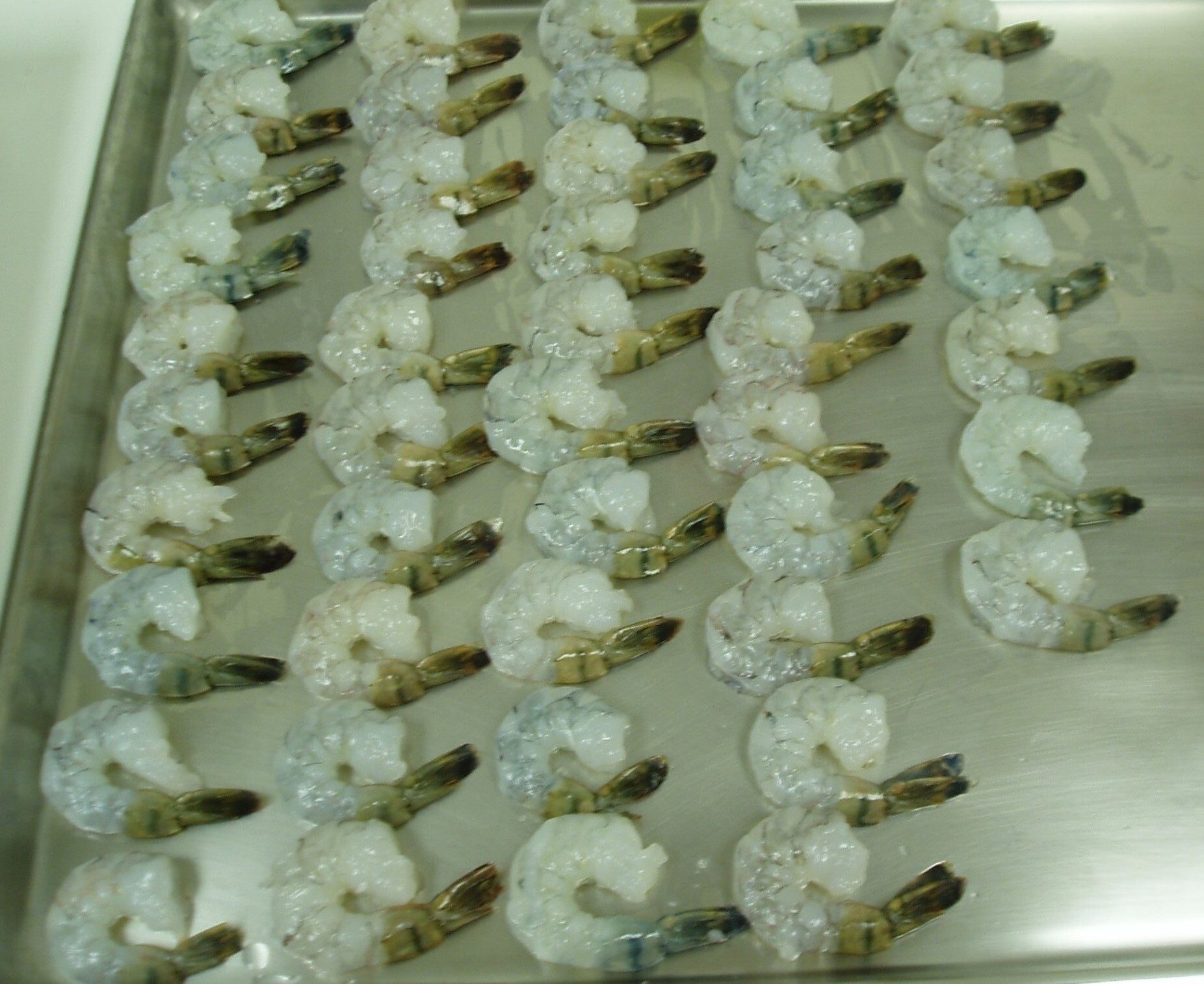 Rows of raw, peeled shrimp with tails on, on a metal tray.