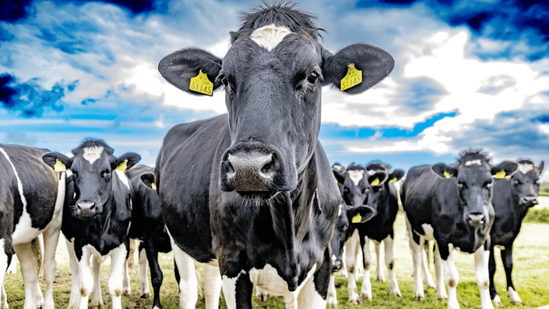 Working animal, Natural landscape, Dairy cow, Sky, Cloud, Vertebrate, Blue, Plant, Mammal, Grass