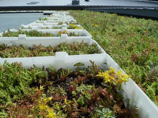 Plant community, Vegetation, Grass