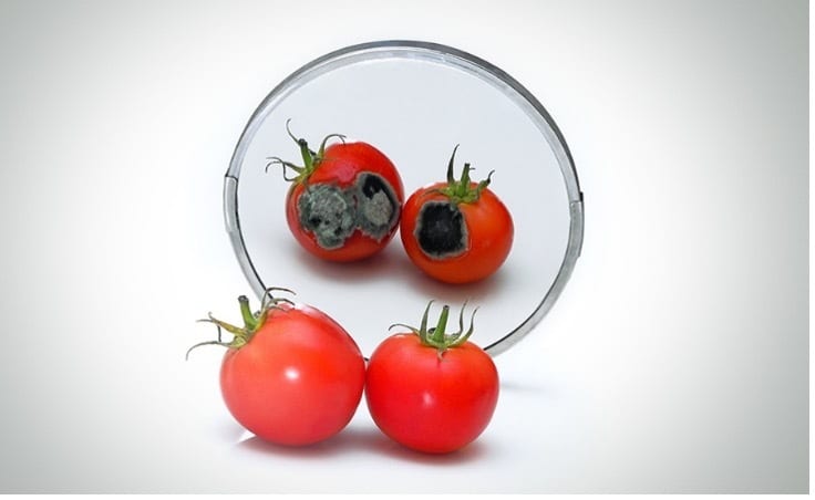 Plum tomato, Natural foods, Cherry Tomatoes, Staple food, Fruit, Ingredient