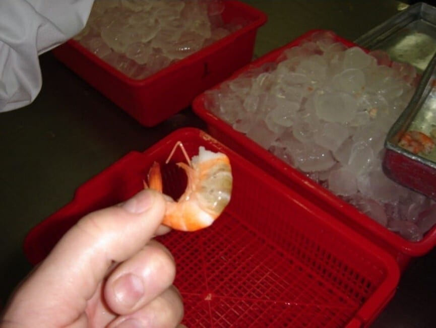 Hand holding a shrimp; red bins of ice and shrimp in background.