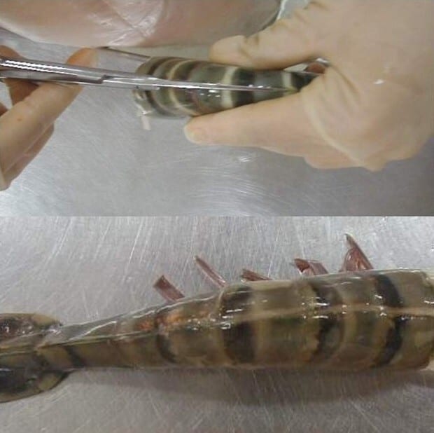 Gloved hands butterfly a shrimp with scissors. The prepared shrimp lies on a metal surface.