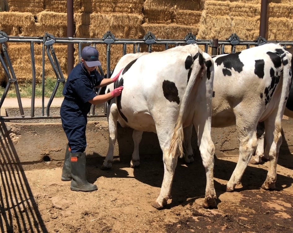 A vet or farm worker examines a black and white cow with a stethoscope in a barn with hay bales.