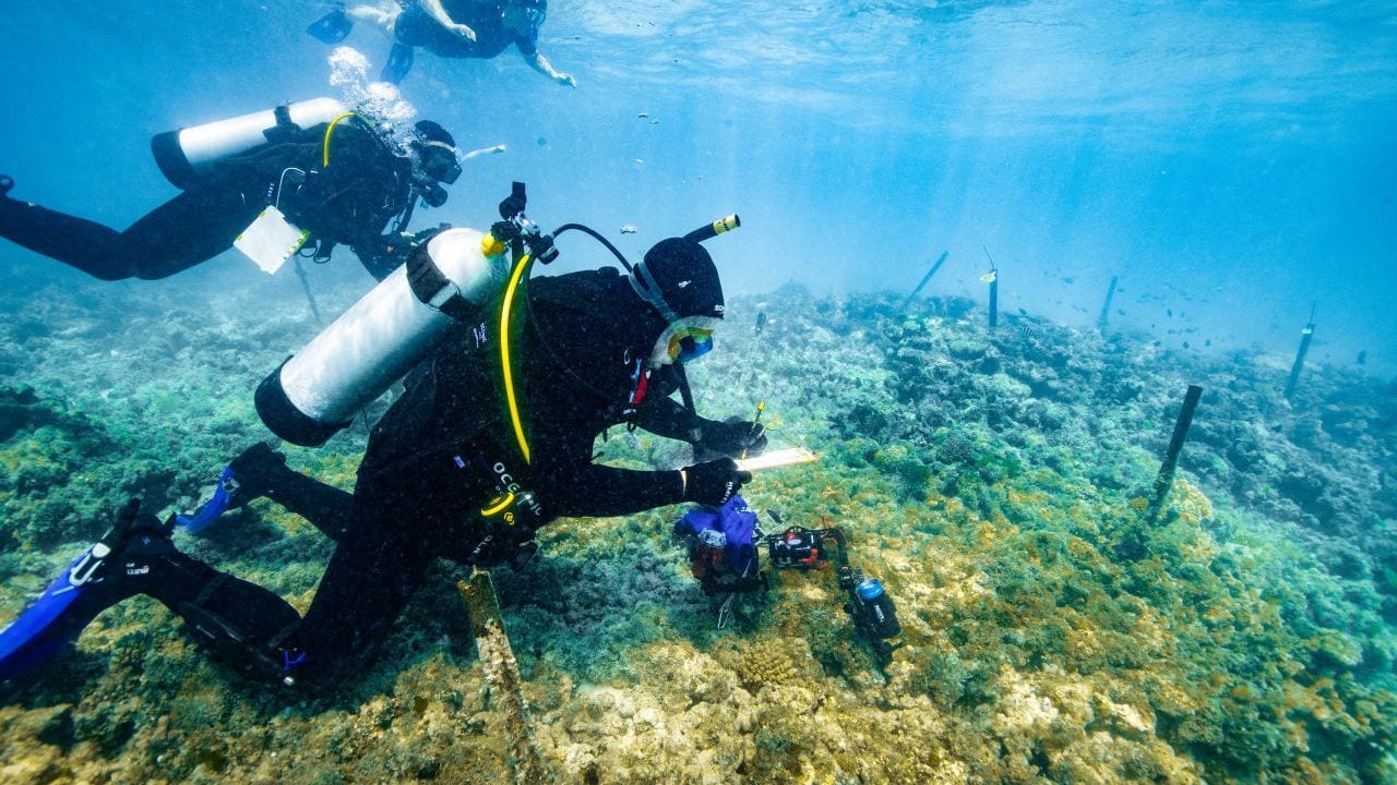 Underwater diving, Buoyancy compensator, Oxygen mask, Water, Divemaster, Fluid