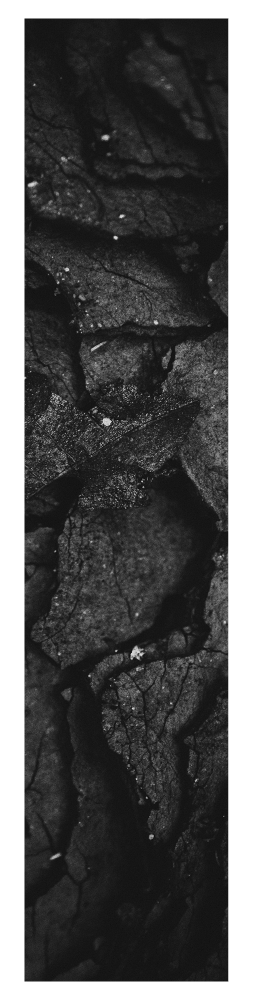 Close-up monochrome of a dry, cracked, and textured surface, possibly earth or bark, with small particles.