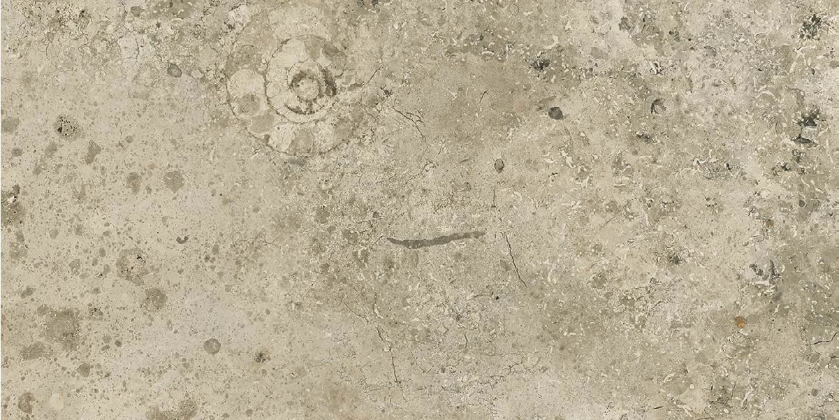 Beige stone texture with a spiral ammonite fossil.