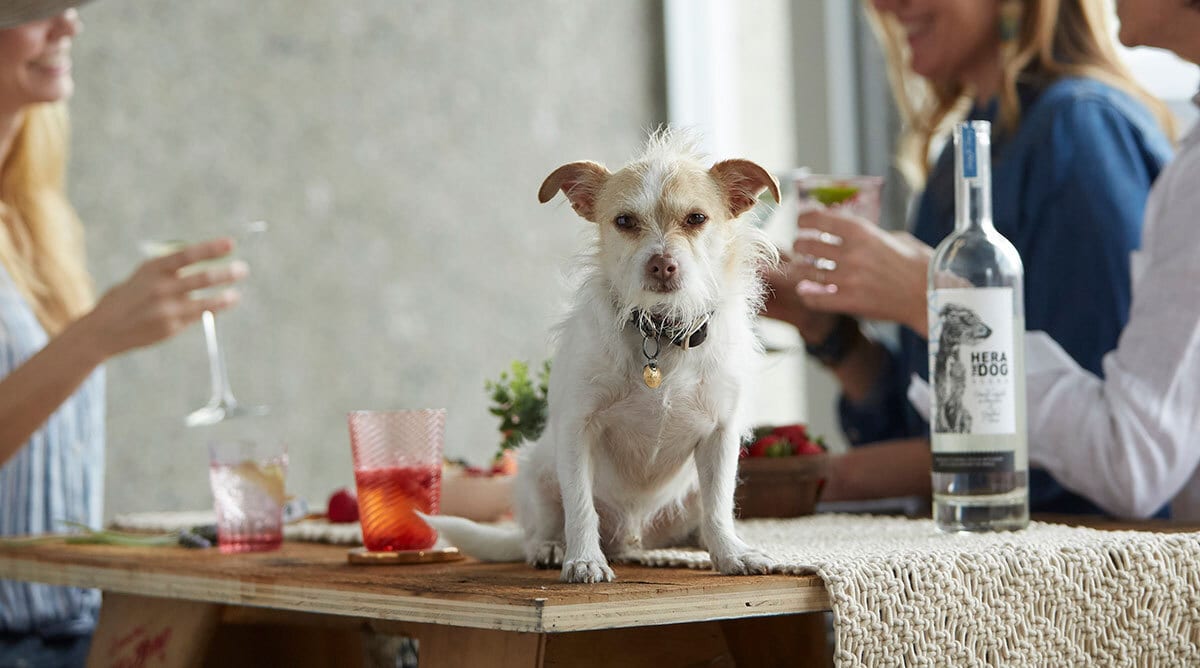 A small terrier dog sits on a wooden table with two people and a bottle of Hera Dog surrounded by drinks.