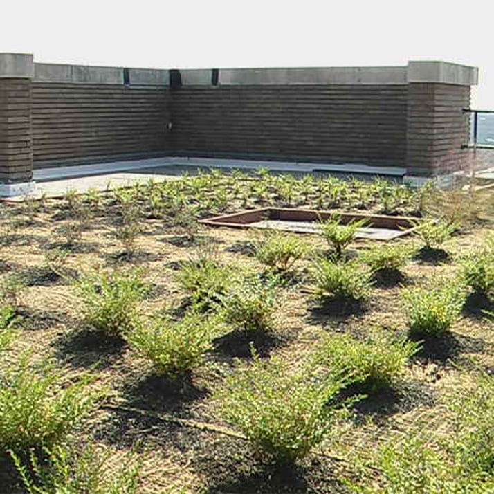 Growing plants in neat rows as part of a green vegetative roof.