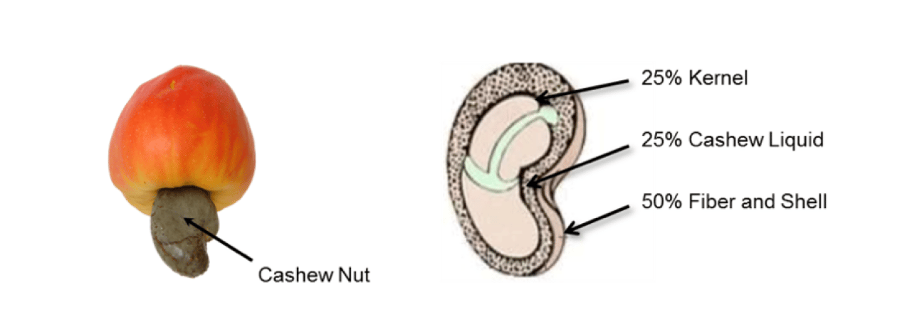 Cashew fruit with nut and diagram of nut components: kernel (25%), liquid (25%), fiber/shell (50%).