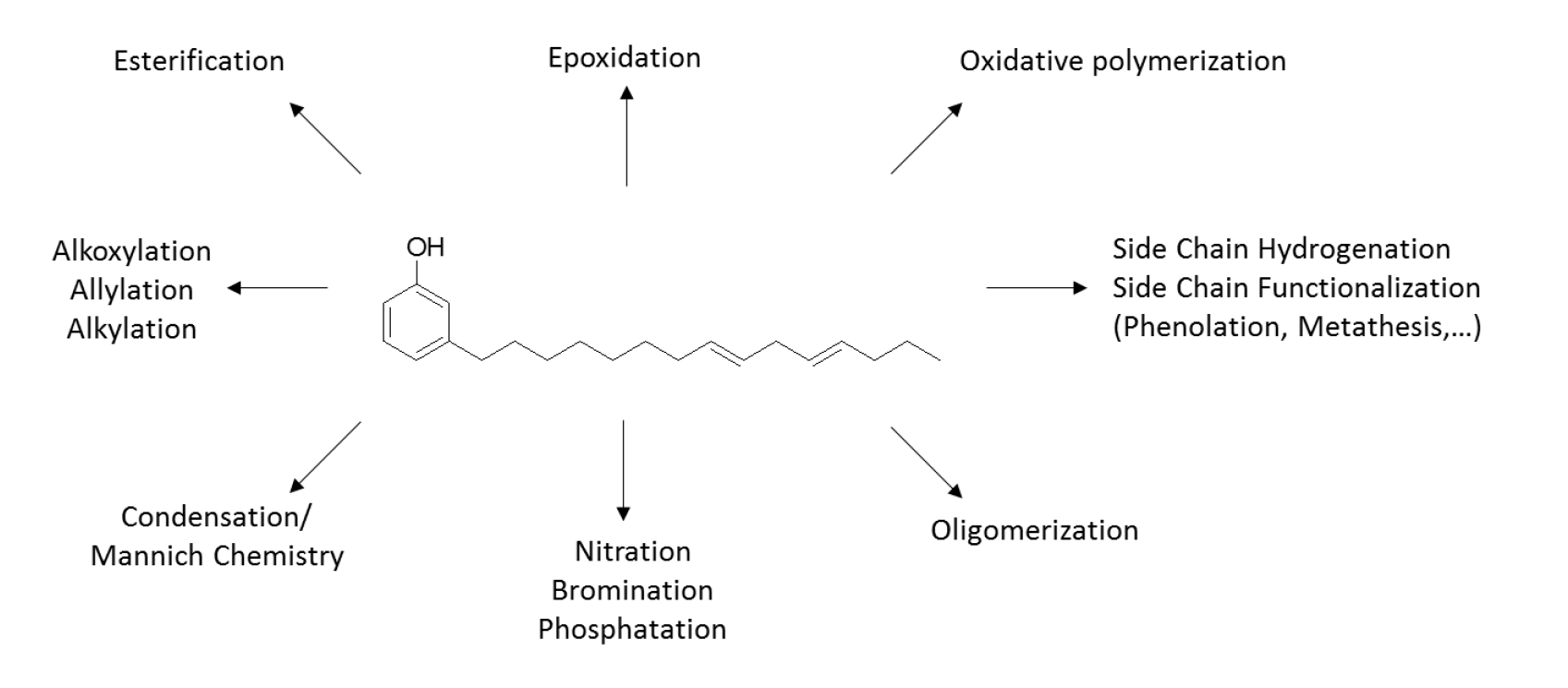 Chemical structure of cardanol (phenol with an alkyl chain) illustrating various chemical reactions and functionalizations.