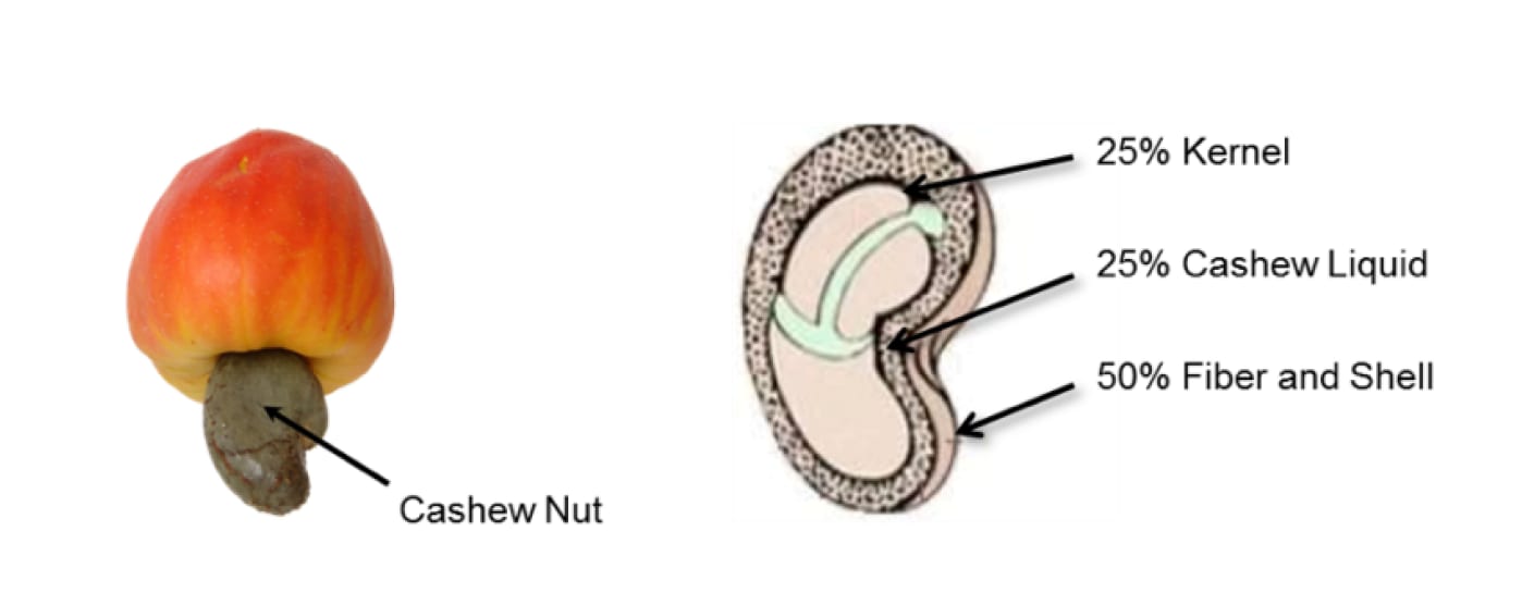 Cashew fruit (apple & nut); nut diagram: 25% kernel, 25% liquid, 50% fiber/shell.