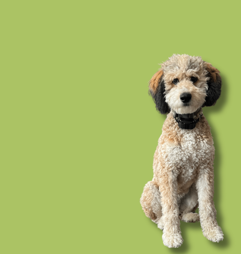 Water dog, Carnivores, Vertebrate, Snout