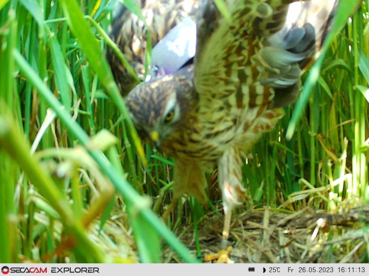 Terrestrial plant, Bird, Phasianidae, Beak, Galliformes, Grass, Felidae