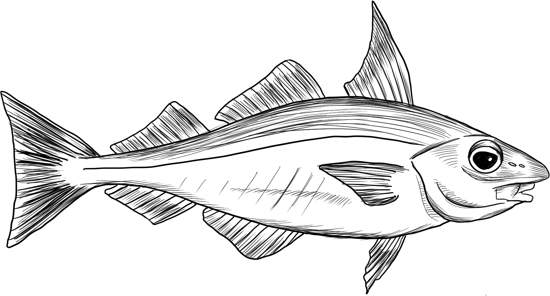 Vertebrate, Fin, Fish