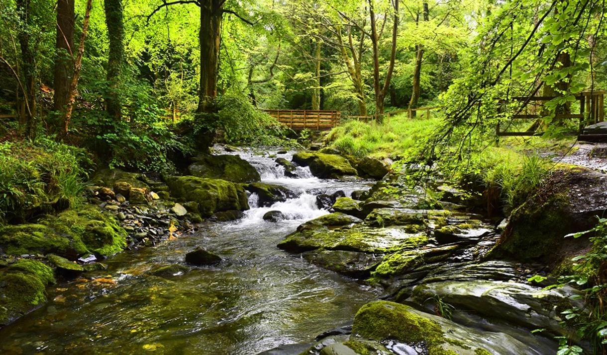 Fluvial landforms of streams, Natural landscape, Terrestrial plant, Riparian zone, Water, Ecoregion, Tree, Branch, Watercourse