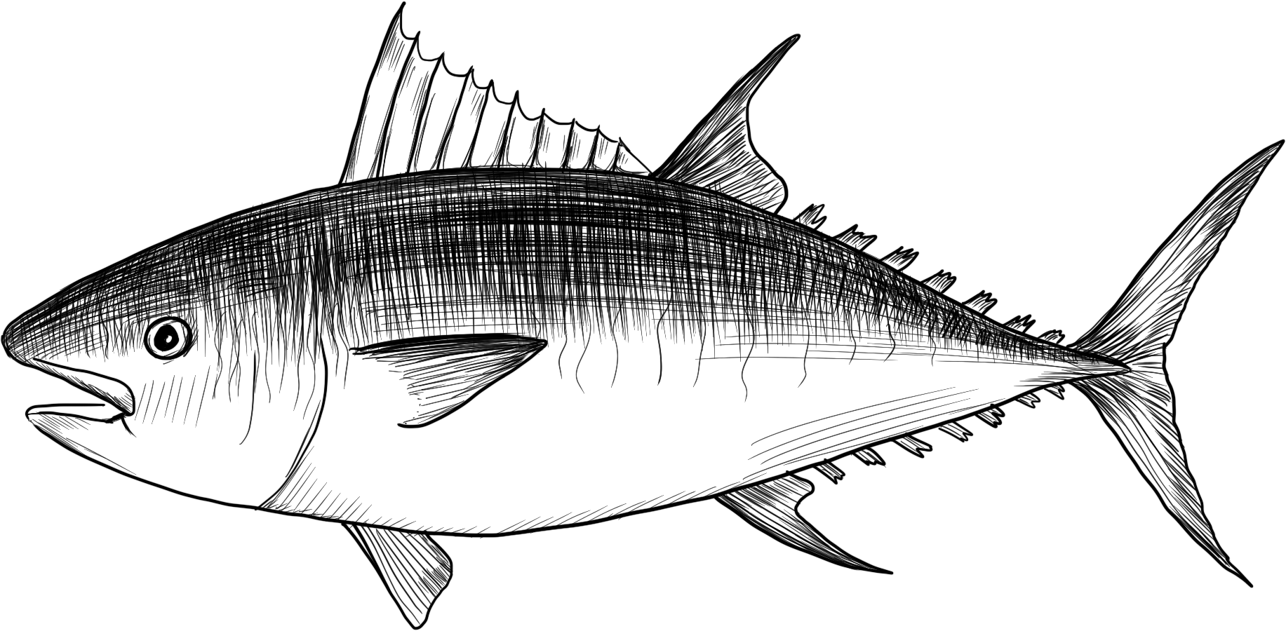 Vertebrate, Fin, Fish