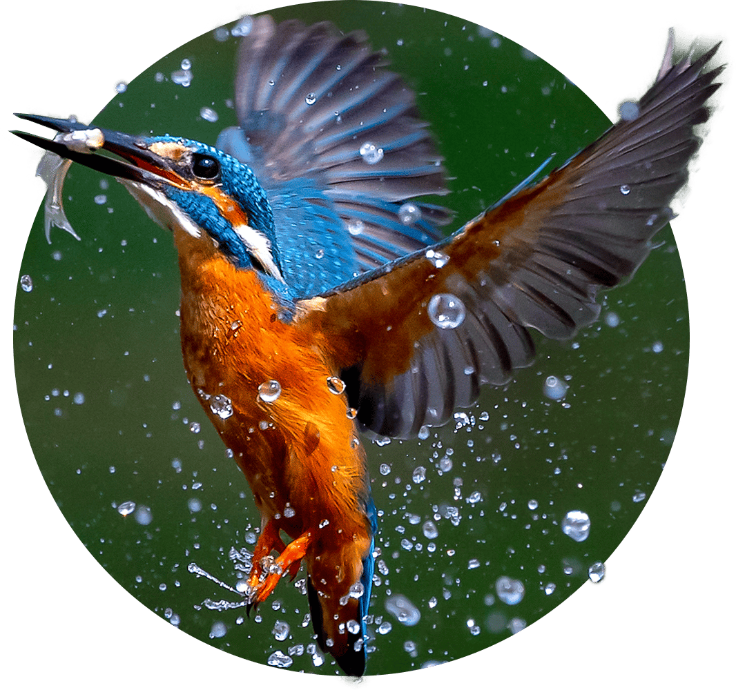 Vibrant kingfisher with a fish in its beak, wings spread, splashing out of water.