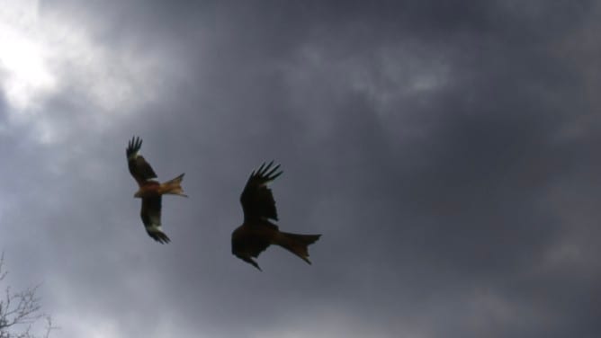 Cloud, Bird, Sky, Beak
