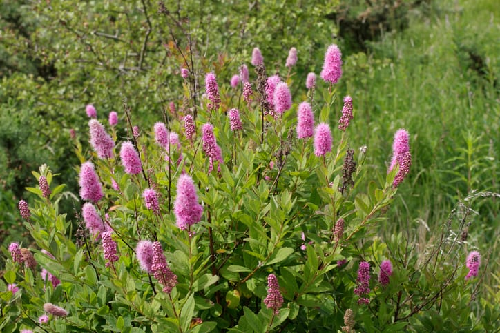 Terrestrial plant, Flower, Botany