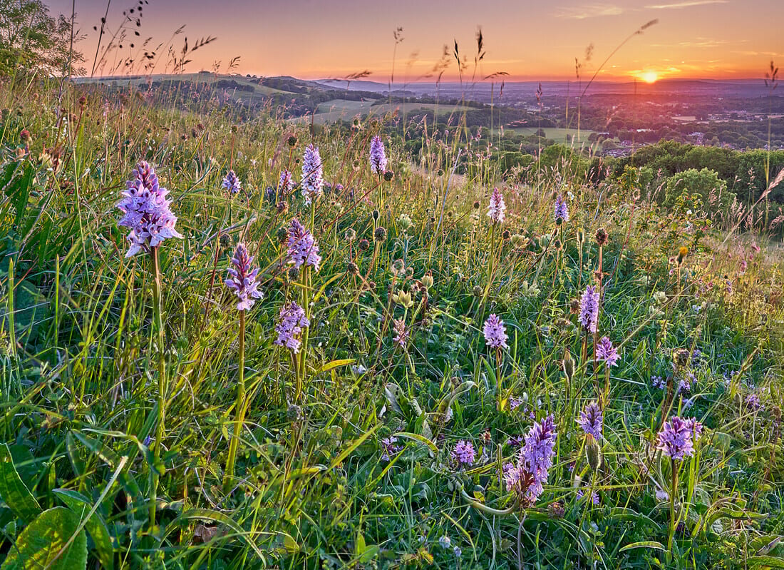 Purple wildflowers in a grassy field at sunset, hills in background.